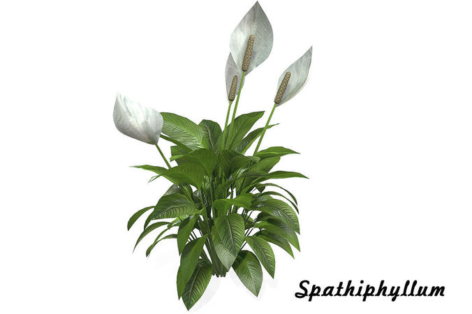 Spathiphyllum peace lily 3D model