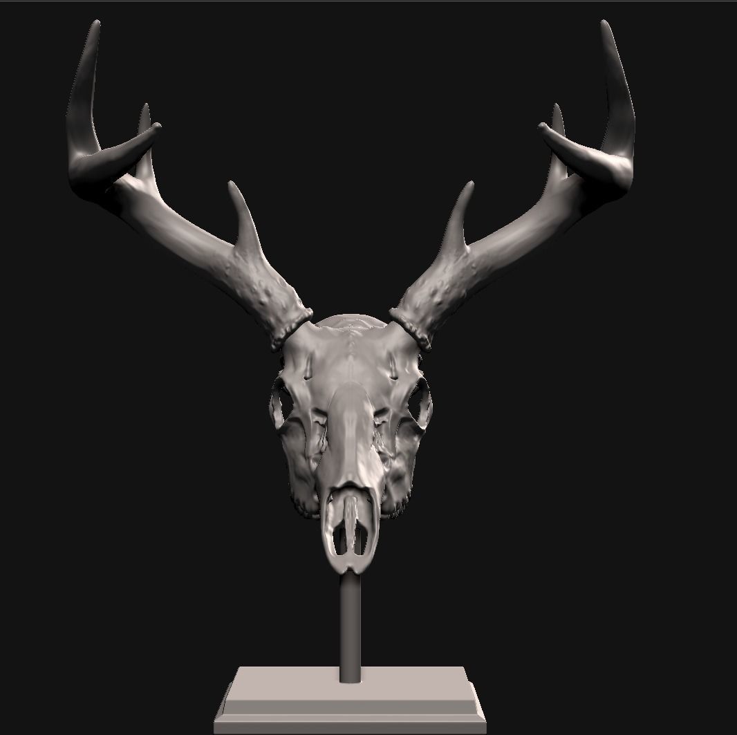 Deer skull with stand 3D print model_1