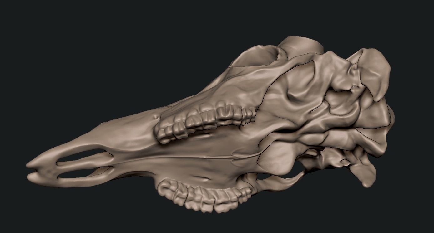 Deer skull with stand 3D print model_8
