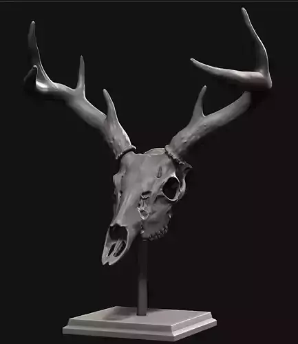 Deer skull with stand 3D print model