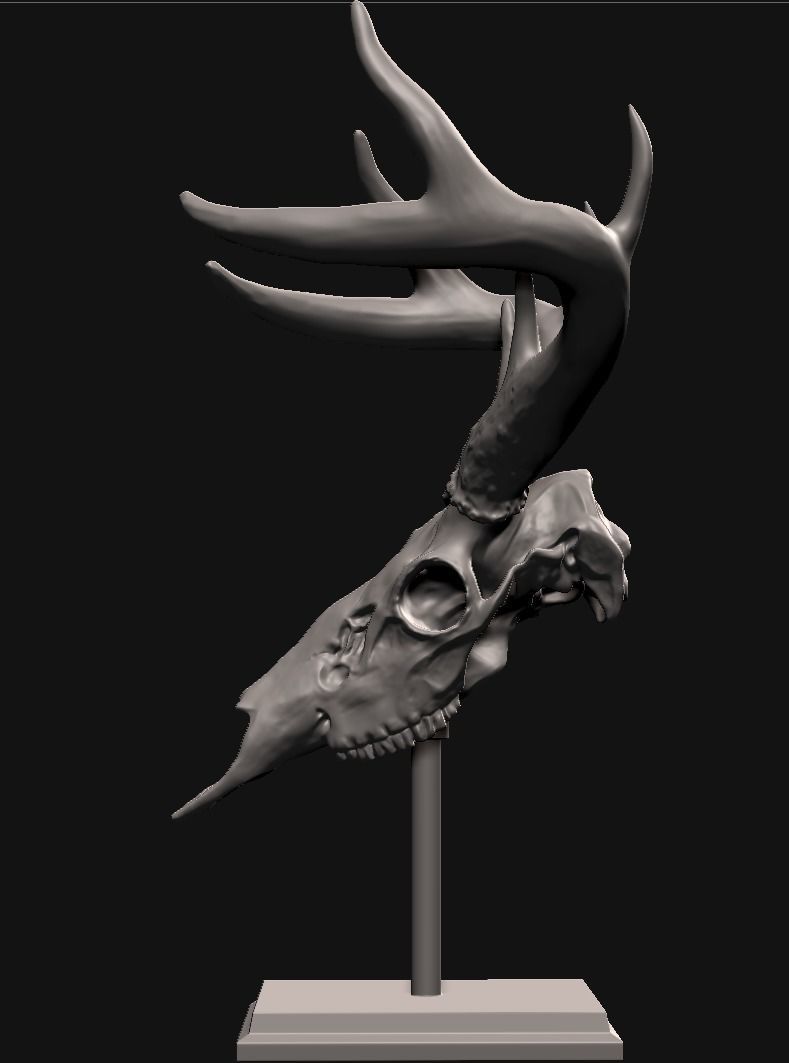 Deer skull with stand 3D print model_3