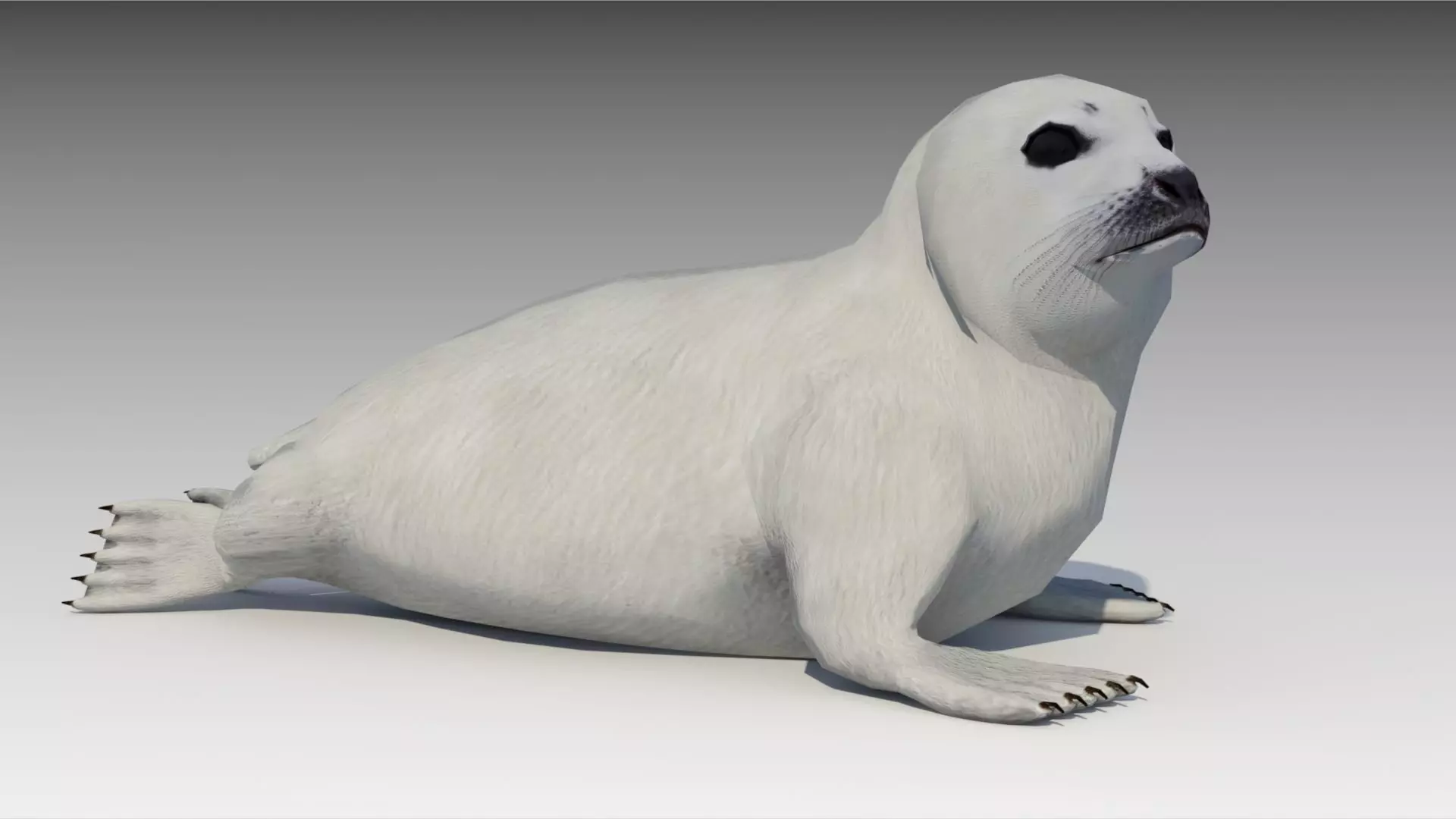 Seal cub Low-poly 3D model_0