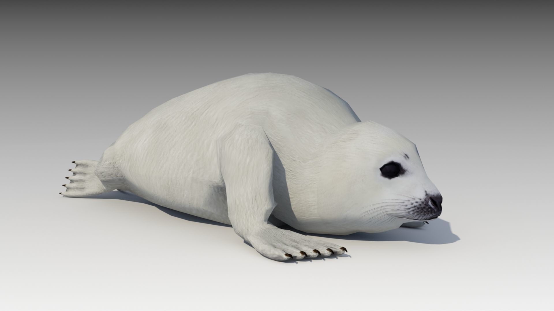 Seal cub Low-poly 3D model_2