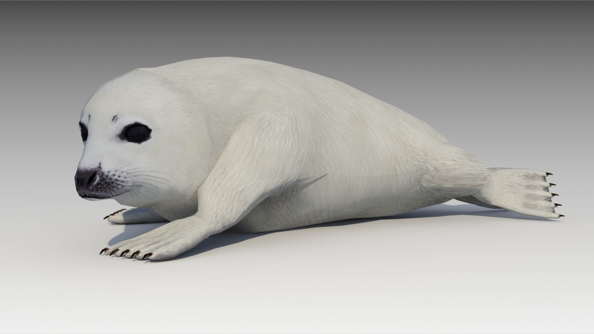 Seal cub Low-poly 3D model_4