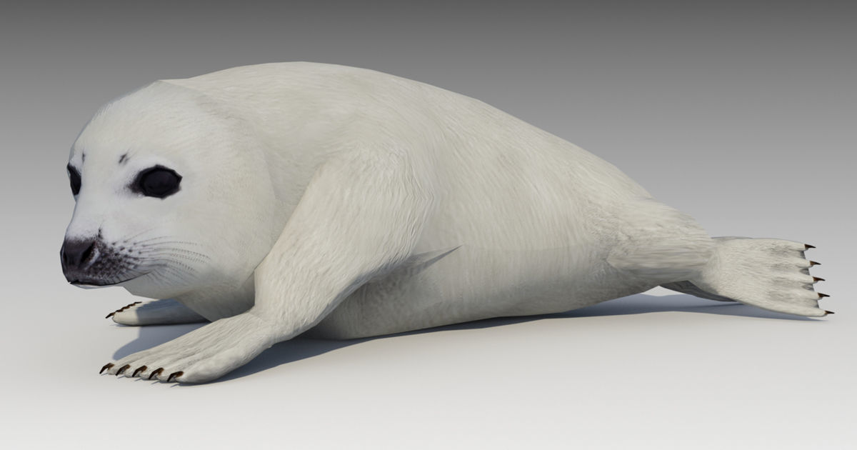 Seal cub Low-poly 3D model_6