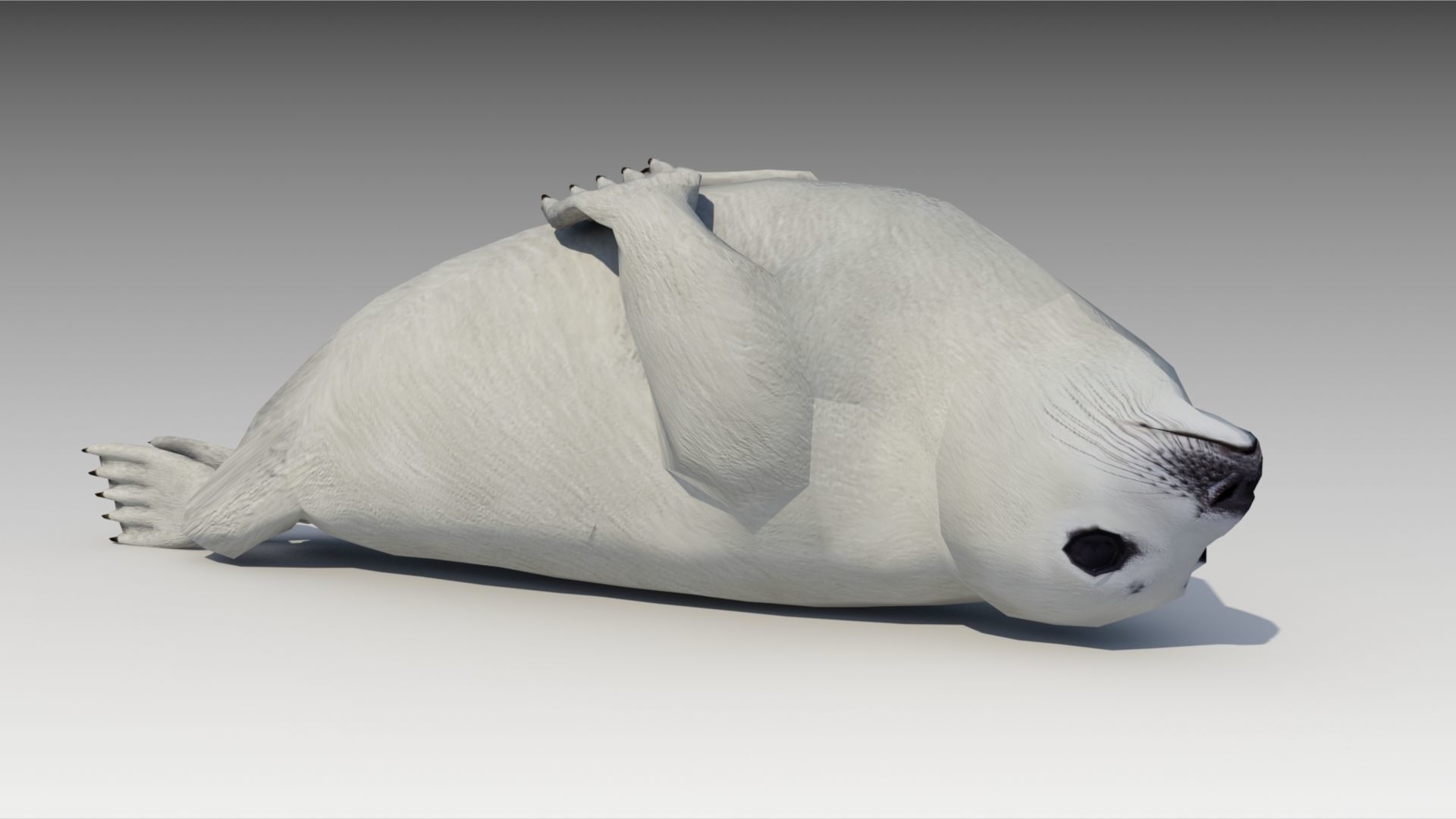 Seal cub Low-poly 3D model_3
