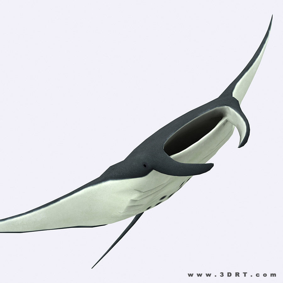 3DRT - Sealife - Manta ray Low-poly 3D model_3