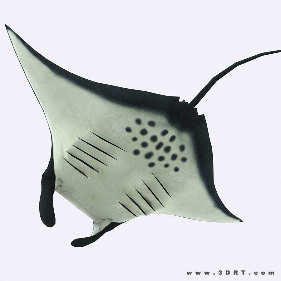 3DRT - Sealife - Manta ray Low-poly 3D model_4