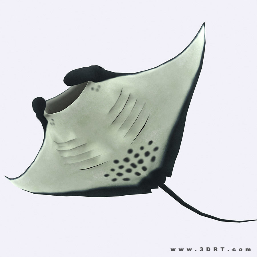 3DRT - Sealife - Manta ray Low-poly 3D model_2