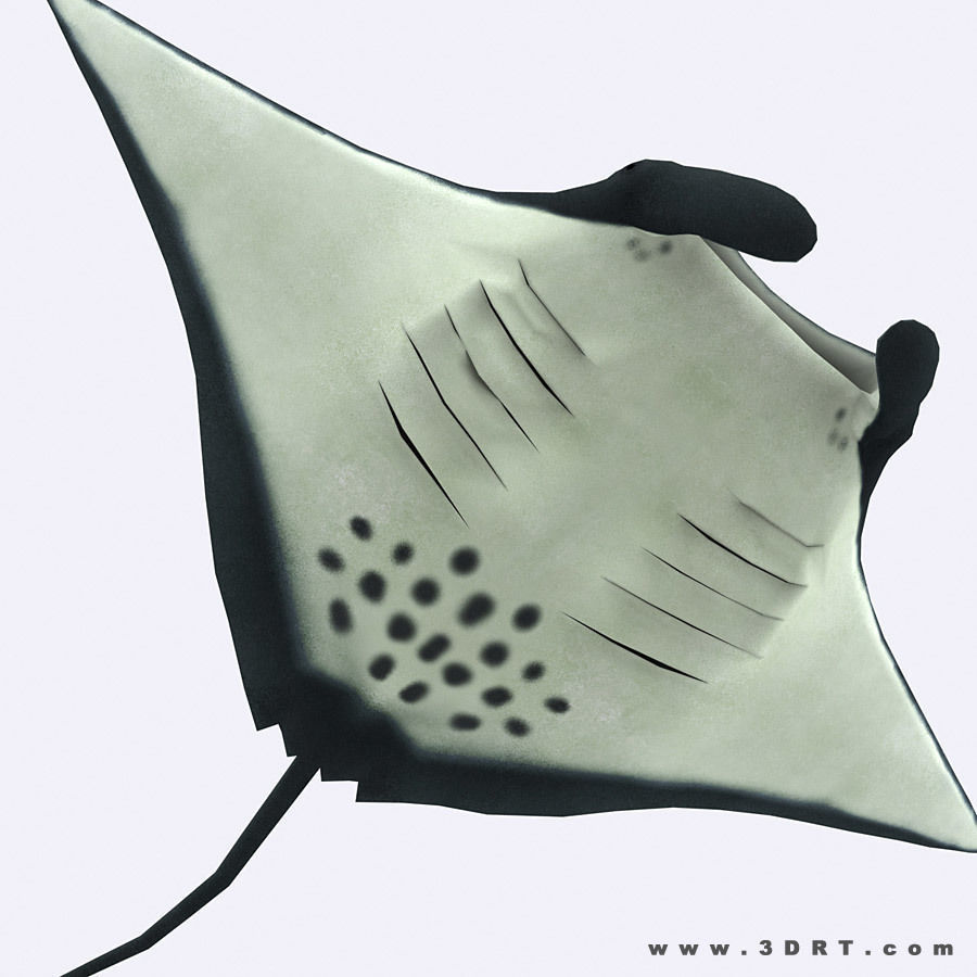 3DRT - Sealife - Manta ray Low-poly 3D model_6