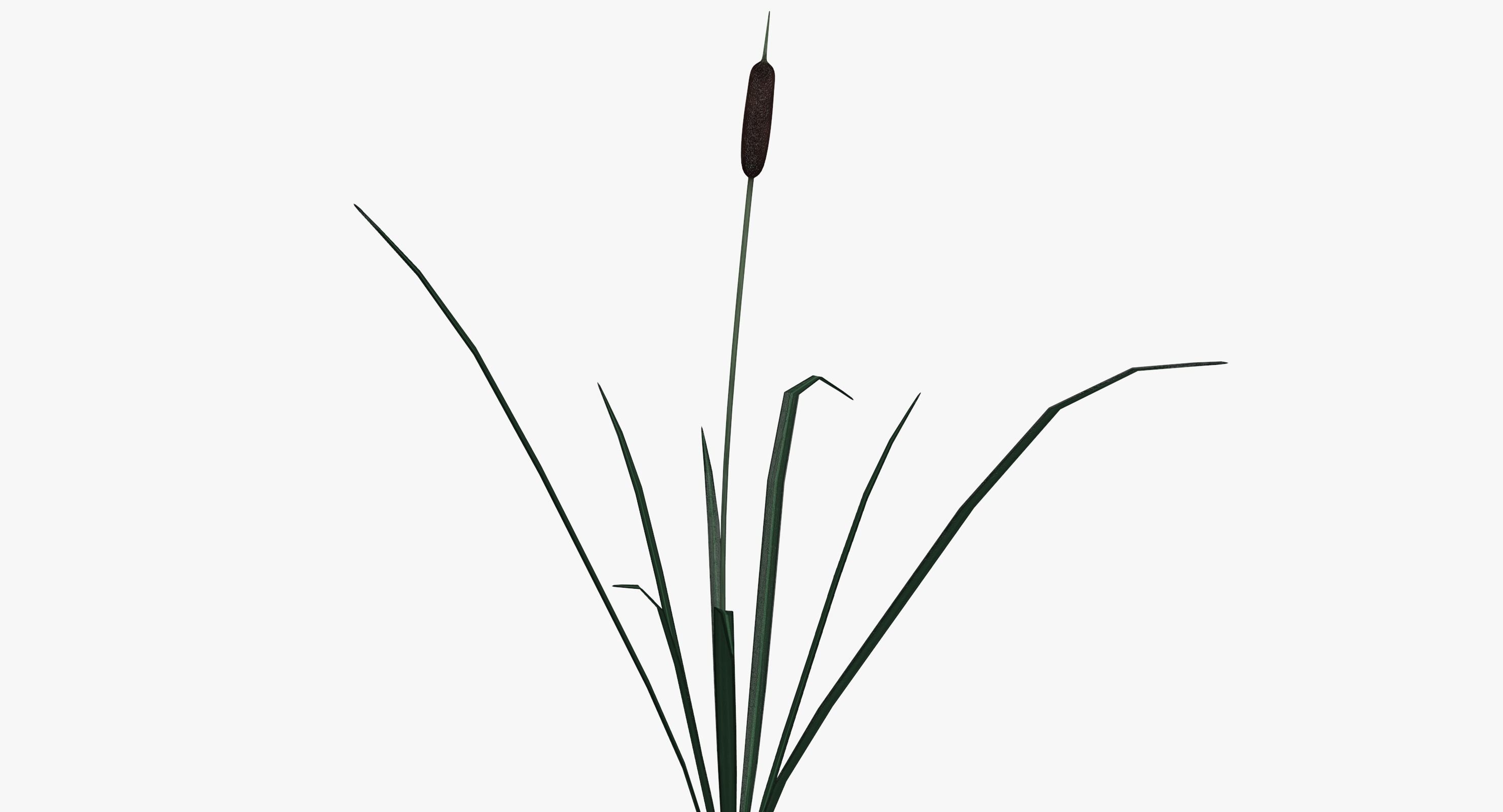 Reed lowpoly cattail plant Low-poly 3D model