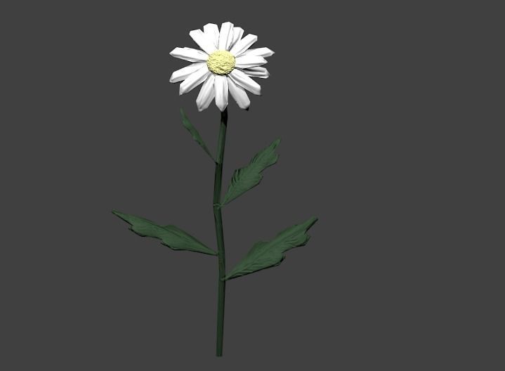 Chamomile lowpoly daisy Low-poly 3D model_2