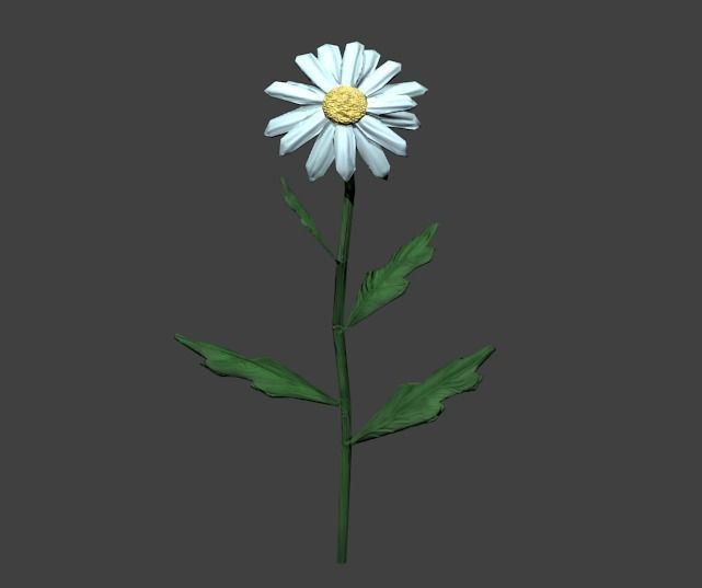 Chamomile lowpoly daisy Low-poly 3D model_5