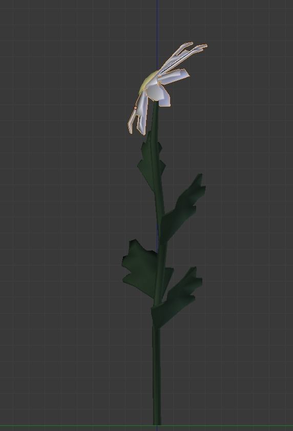 Chamomile lowpoly daisy Low-poly 3D model_7