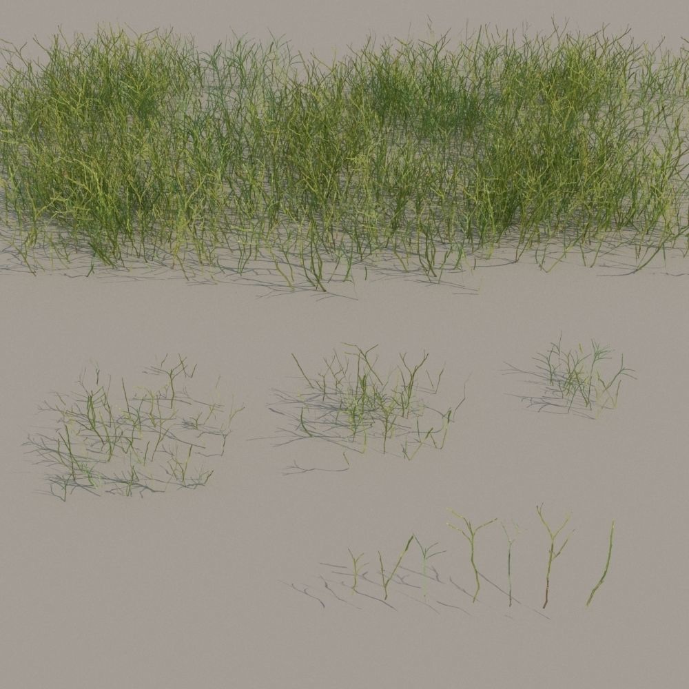 nordic forest plants A collection Low-poly 3D model_4