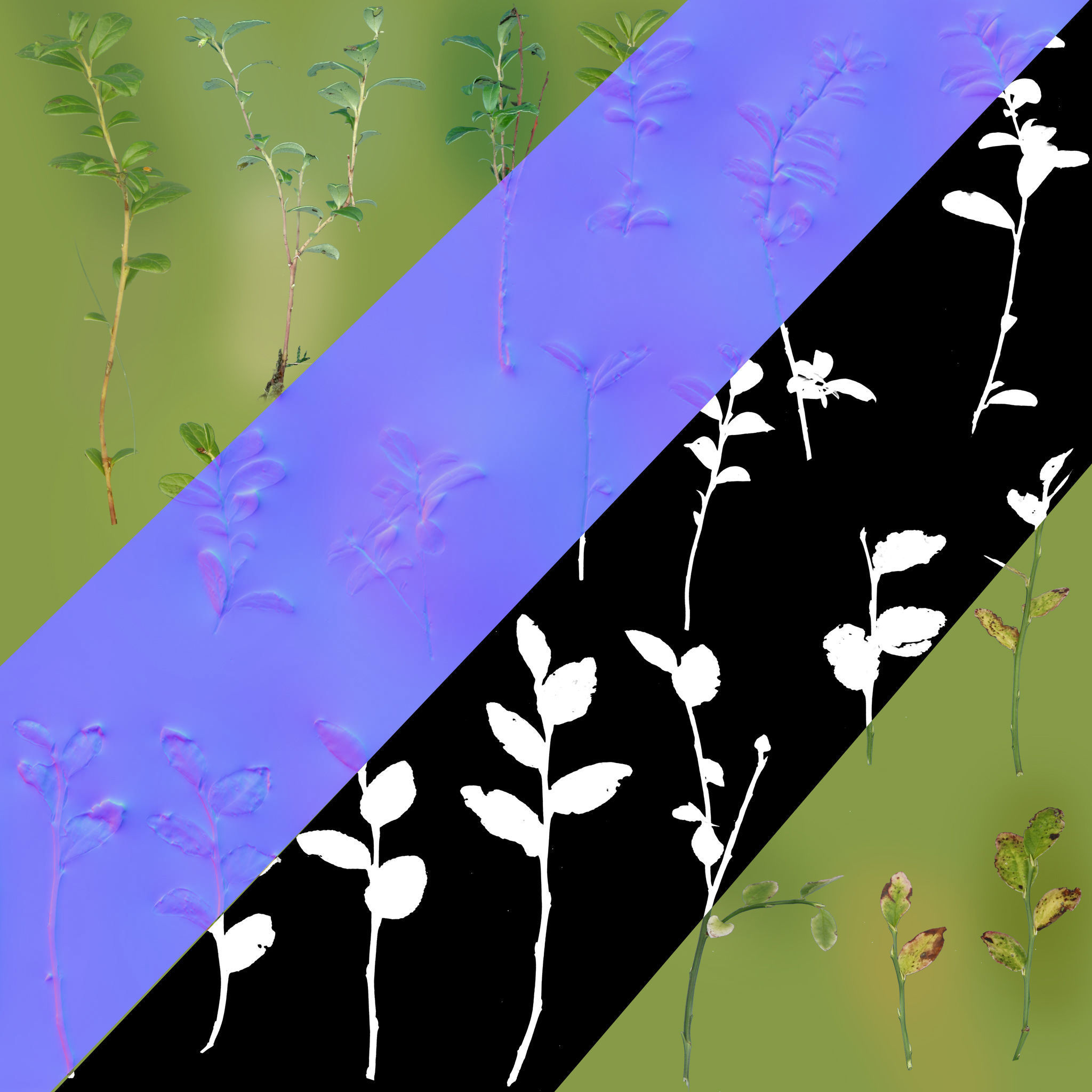 nordic forest plants A collection Low-poly 3D model_11