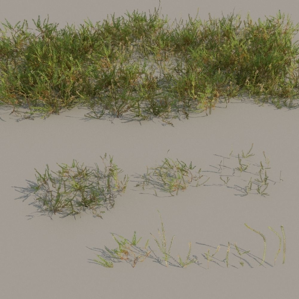 nordic forest plants A collection Low-poly 3D model_6