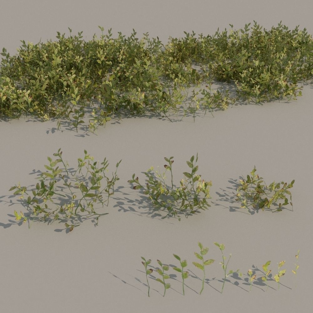 nordic forest plants A collection Low-poly 3D model_3