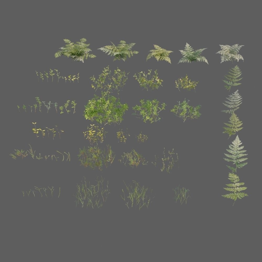 nordic forest plants A collection Low-poly 3D model_8