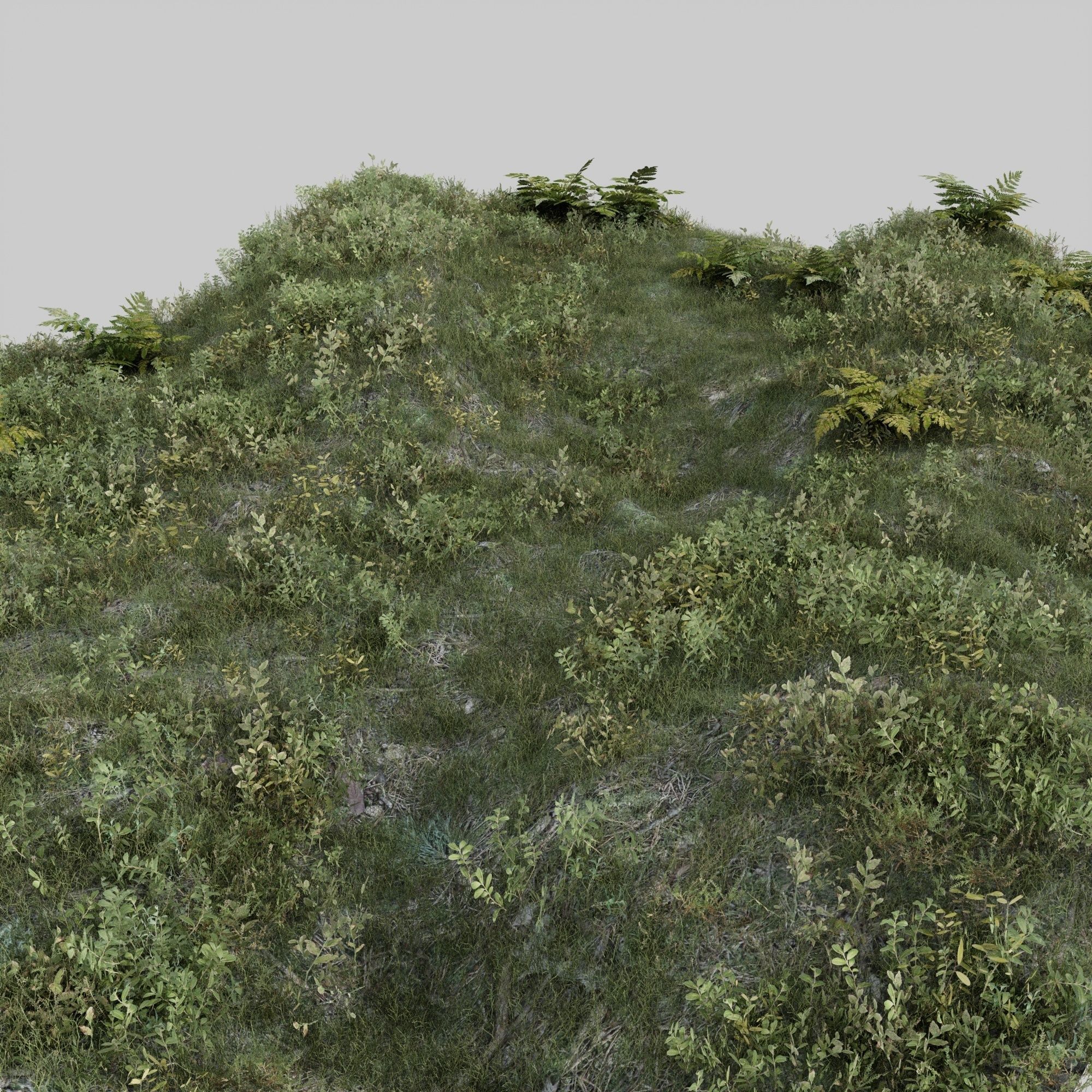 nordic forest plants A collection Low-poly 3D model_12