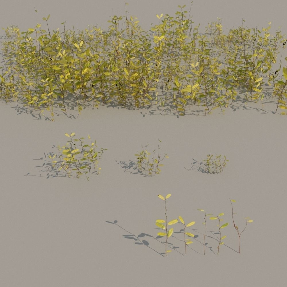 nordic forest plants A collection Low-poly 3D model_5