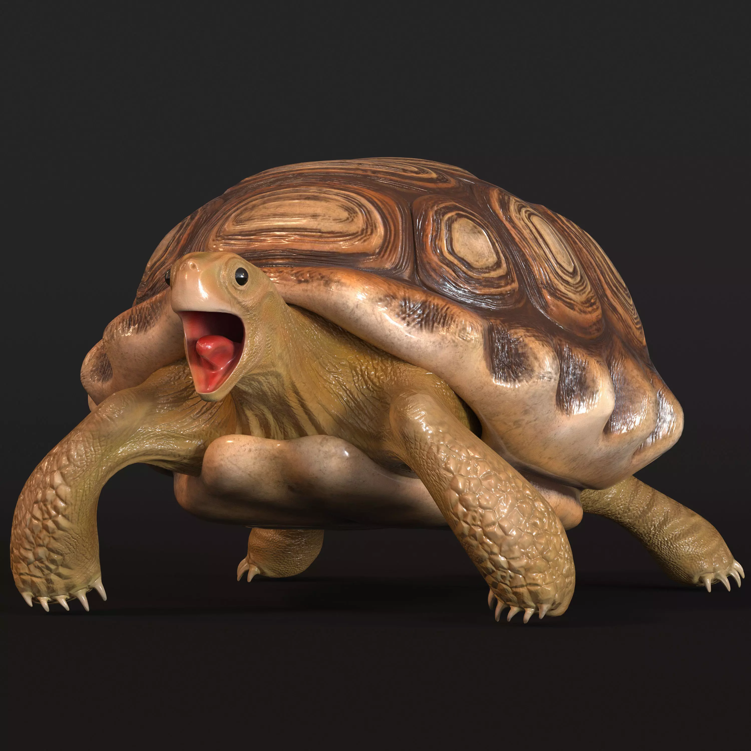 Turtle tortoise Low-poly 3D model_0