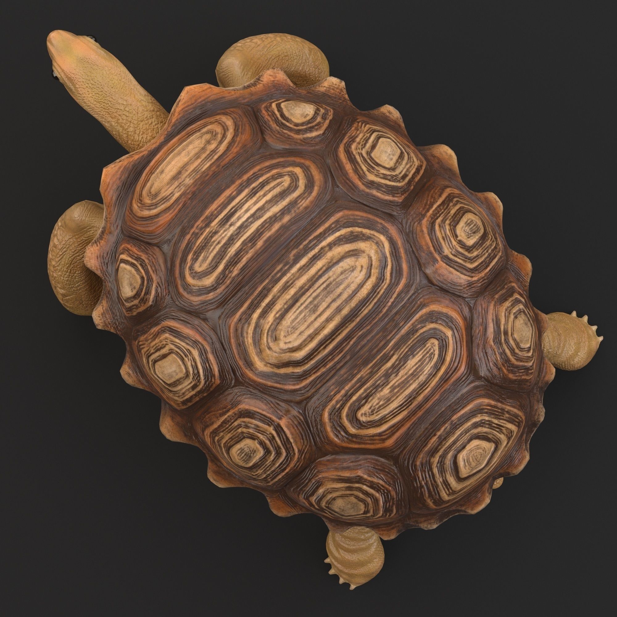 Turtle tortoise Low-poly 3D model_5