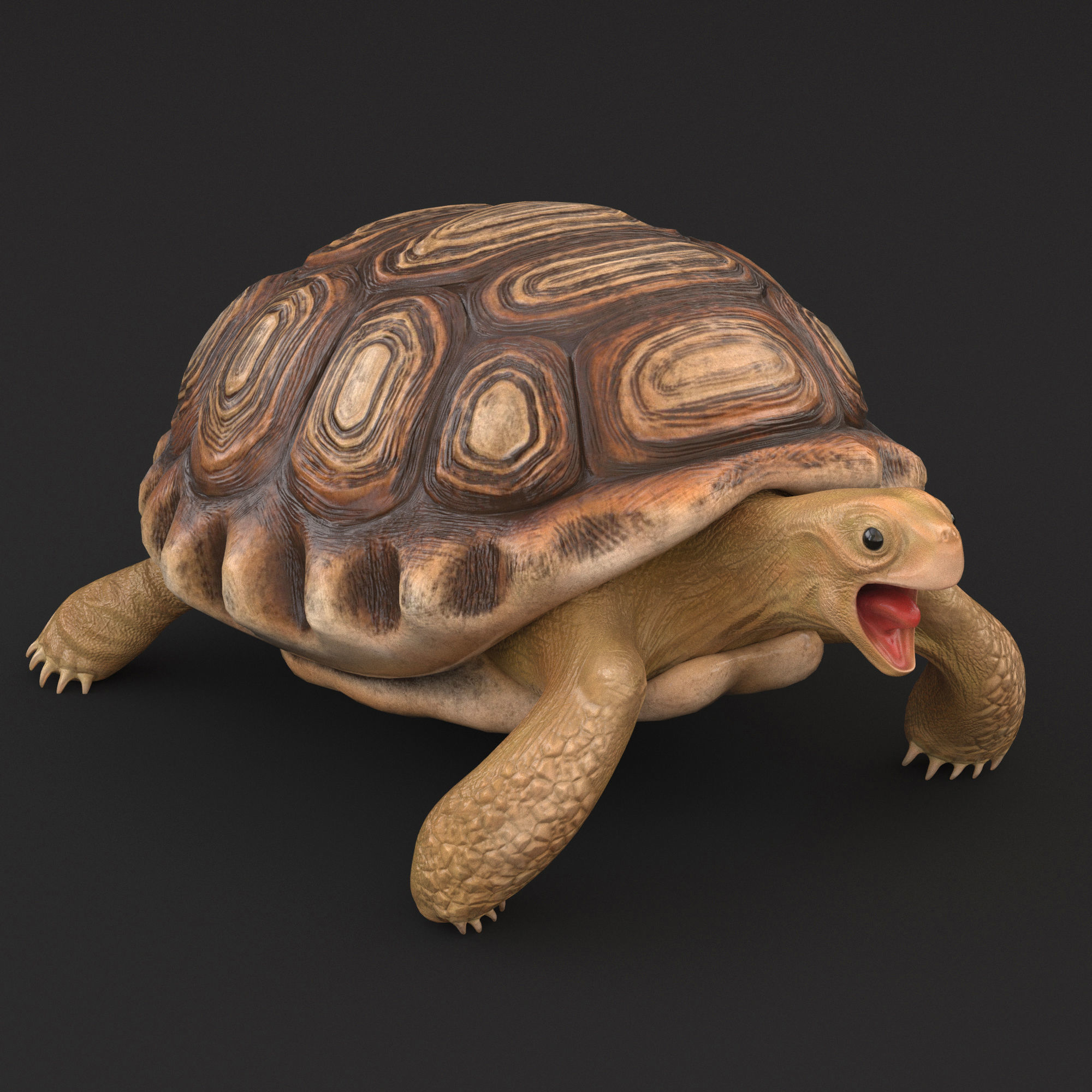 Turtle tortoise Low-poly 3D model_2