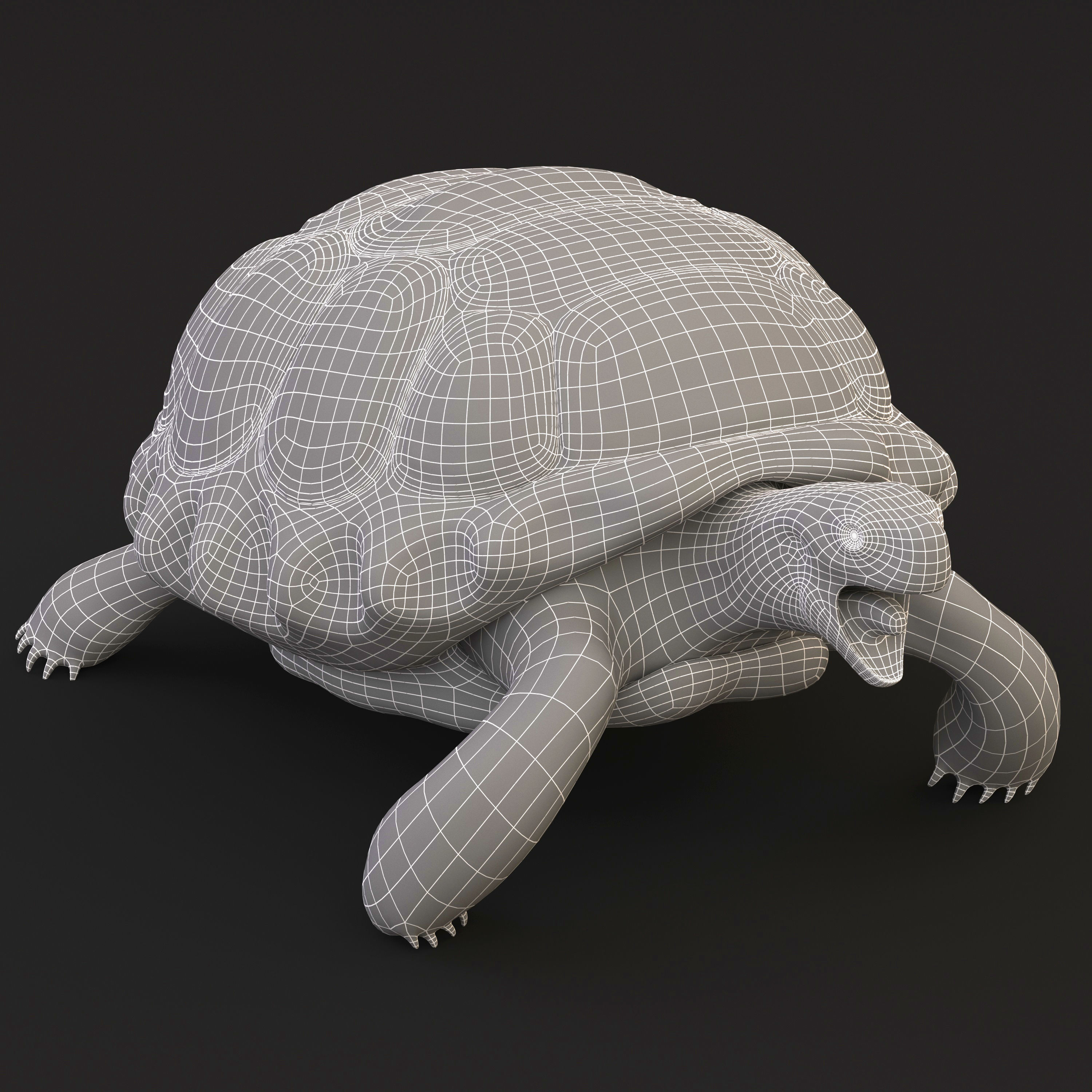 Turtle tortoise Low-poly 3D model_9