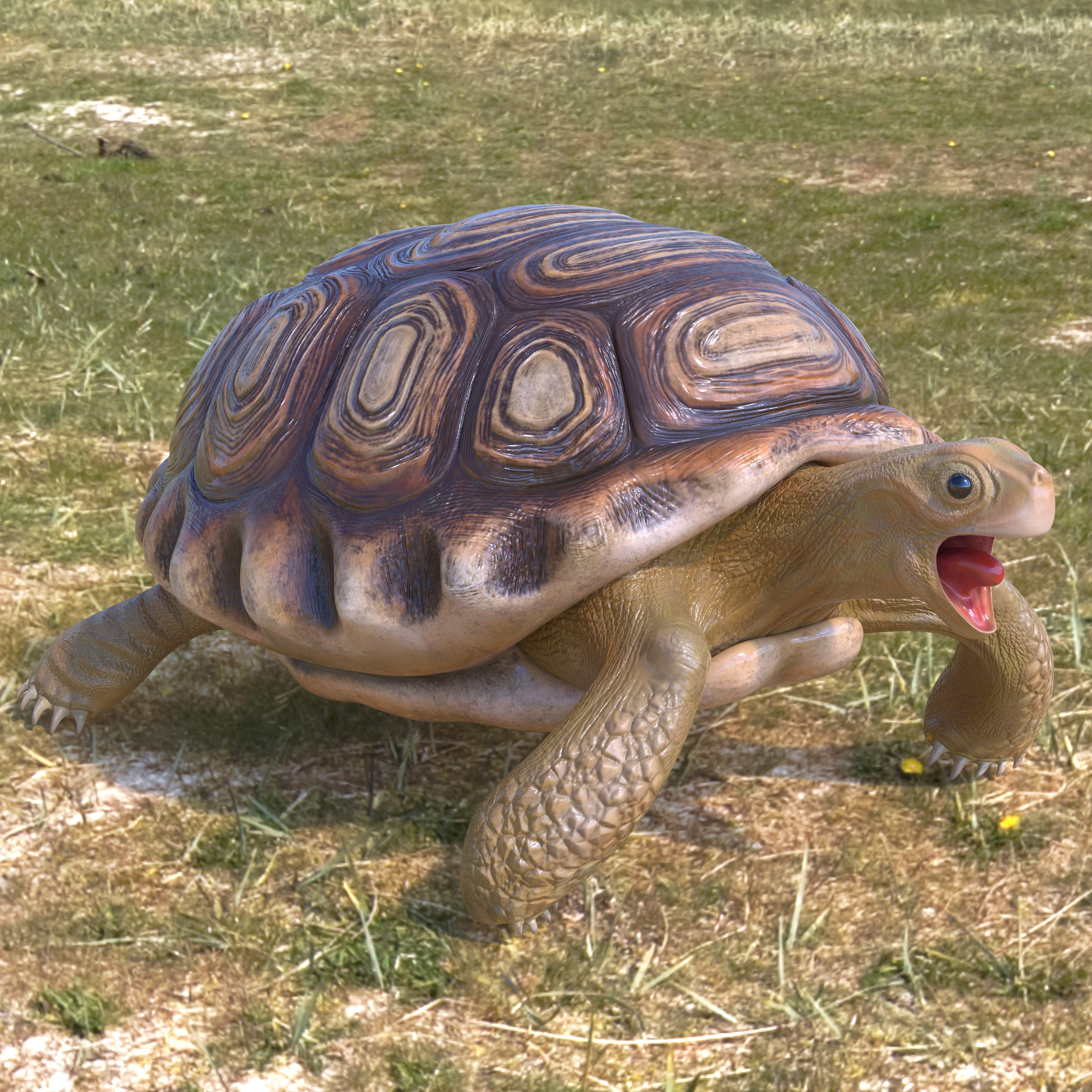 Turtle tortoise Low-poly 3D model_8