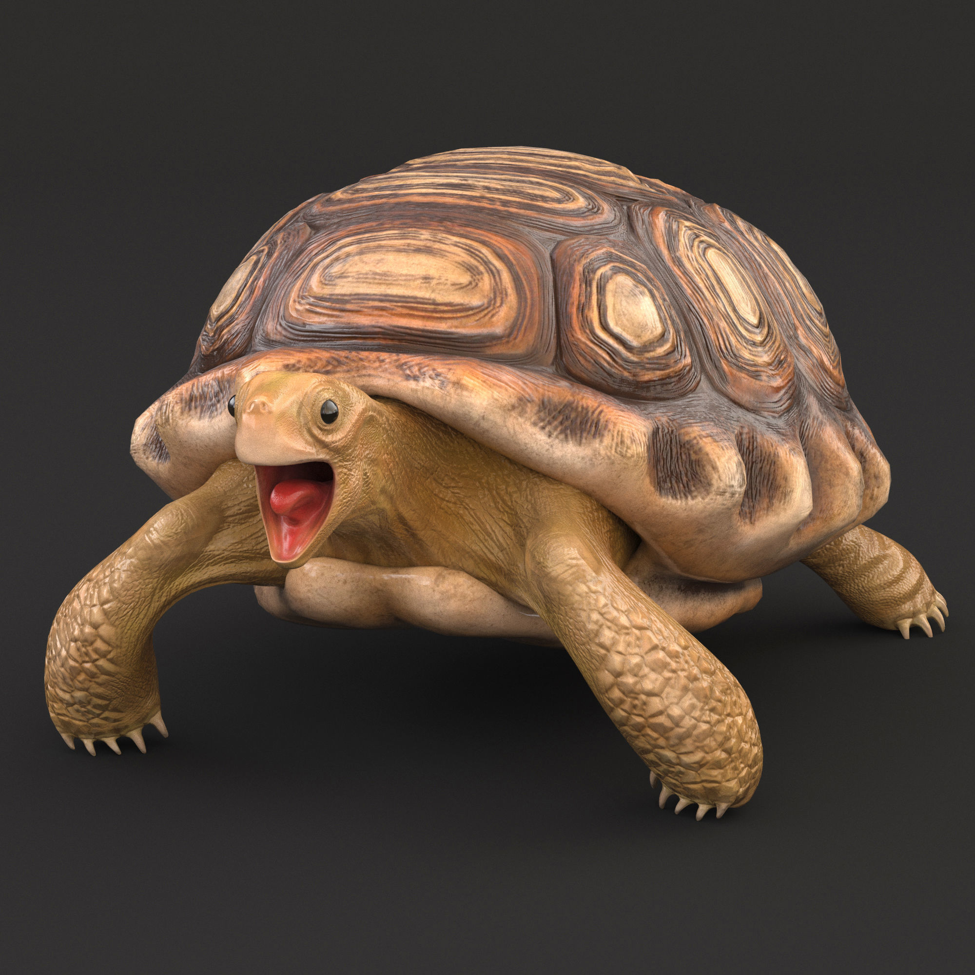Turtle tortoise Low-poly 3D model_1
