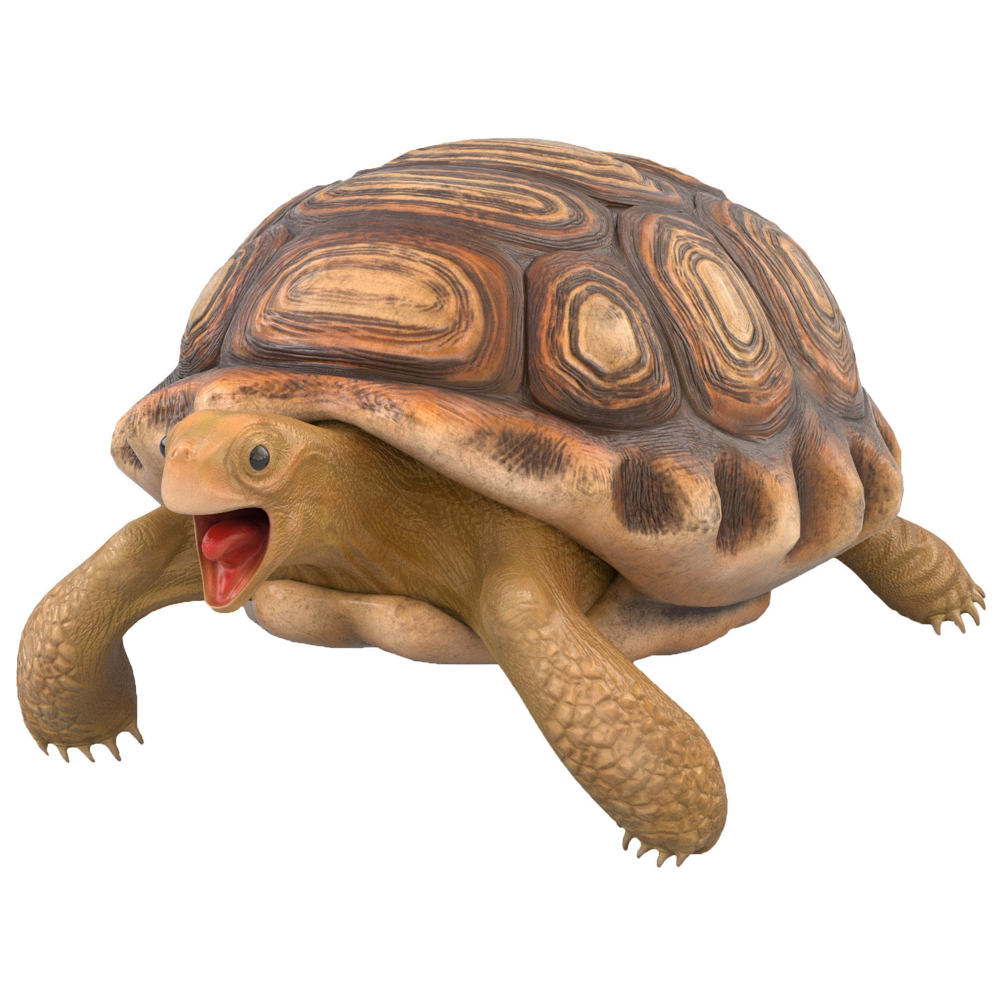 Turtle tortoise Low-poly 3D model_7
