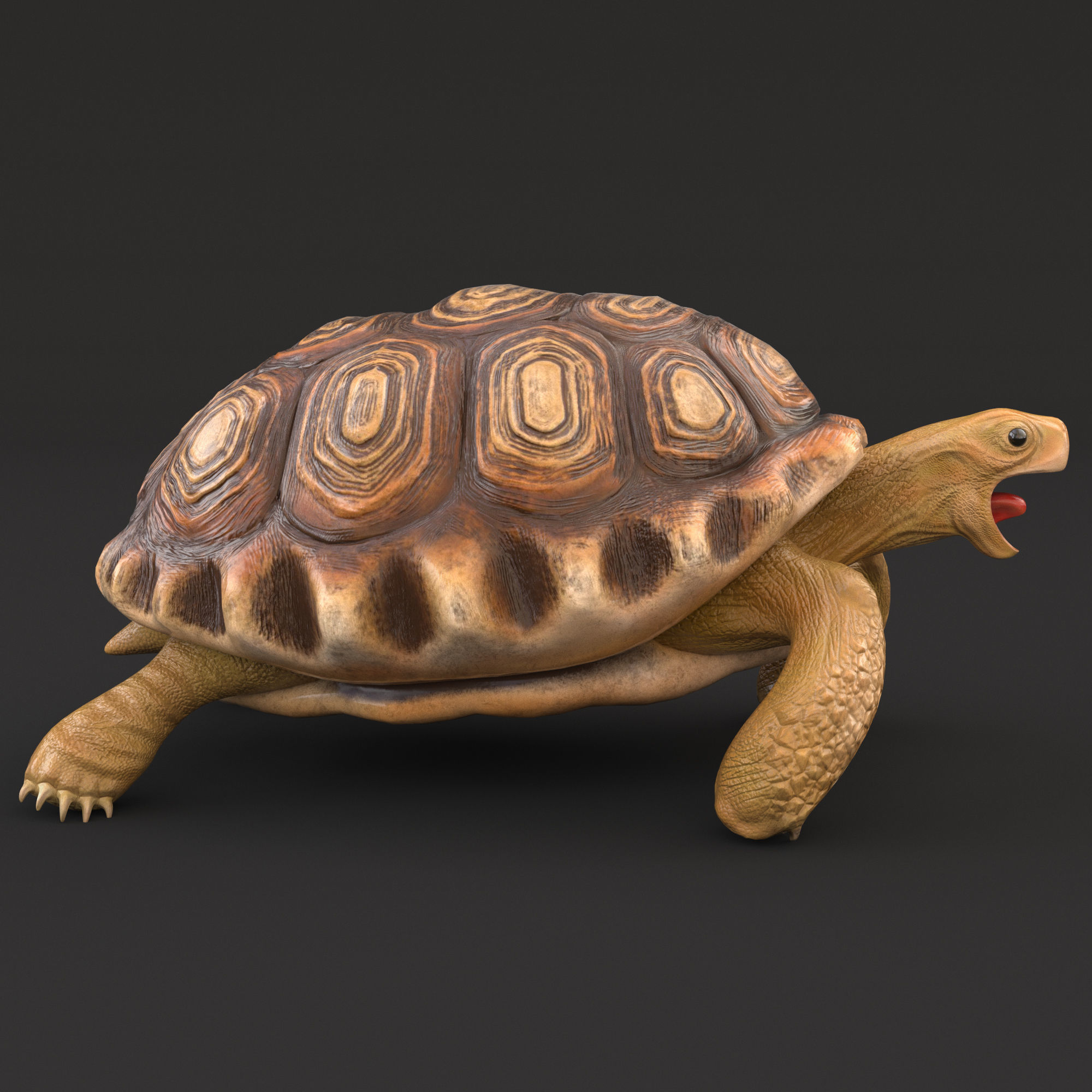Turtle tortoise Low-poly 3D model_3