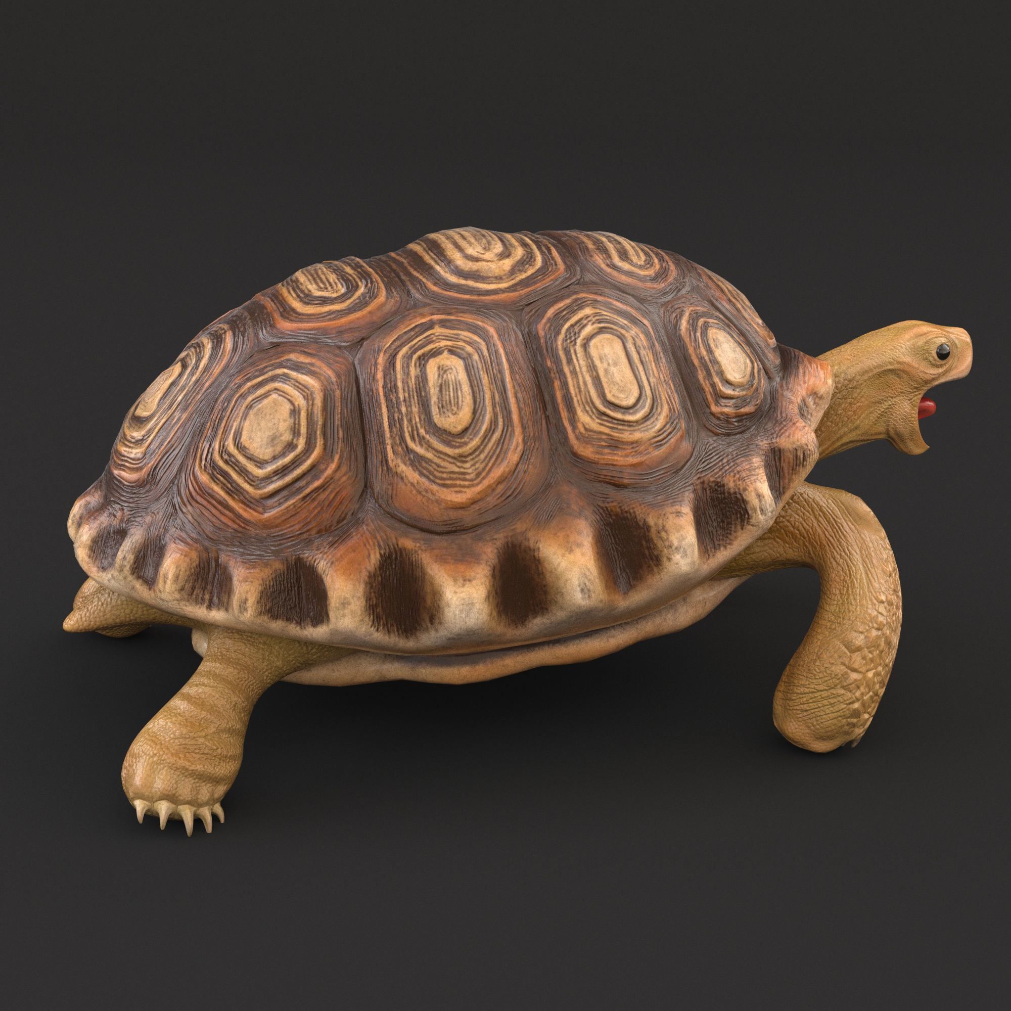 Turtle tortoise Low-poly 3D model_4