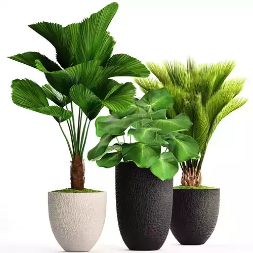 palms in pots