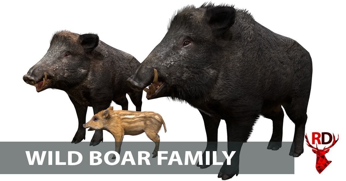 Forest animals 1 Low-poly 3D model_6