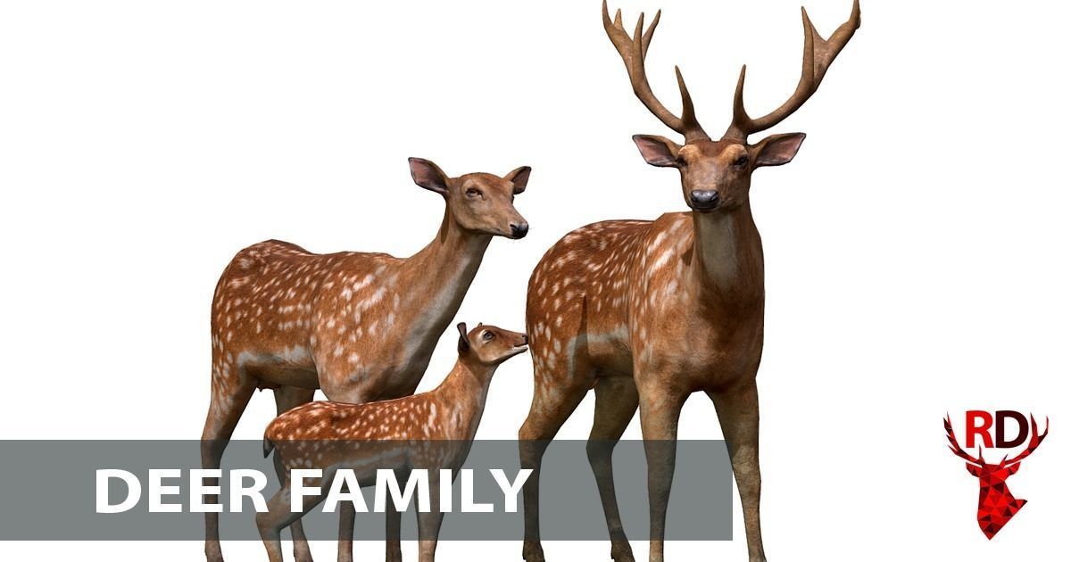 Forest animals 1 Low-poly 3D model_11