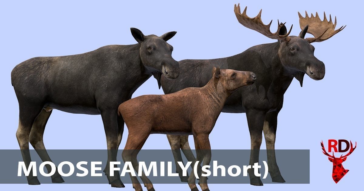 Forest animals 1 Low-poly 3D model_8