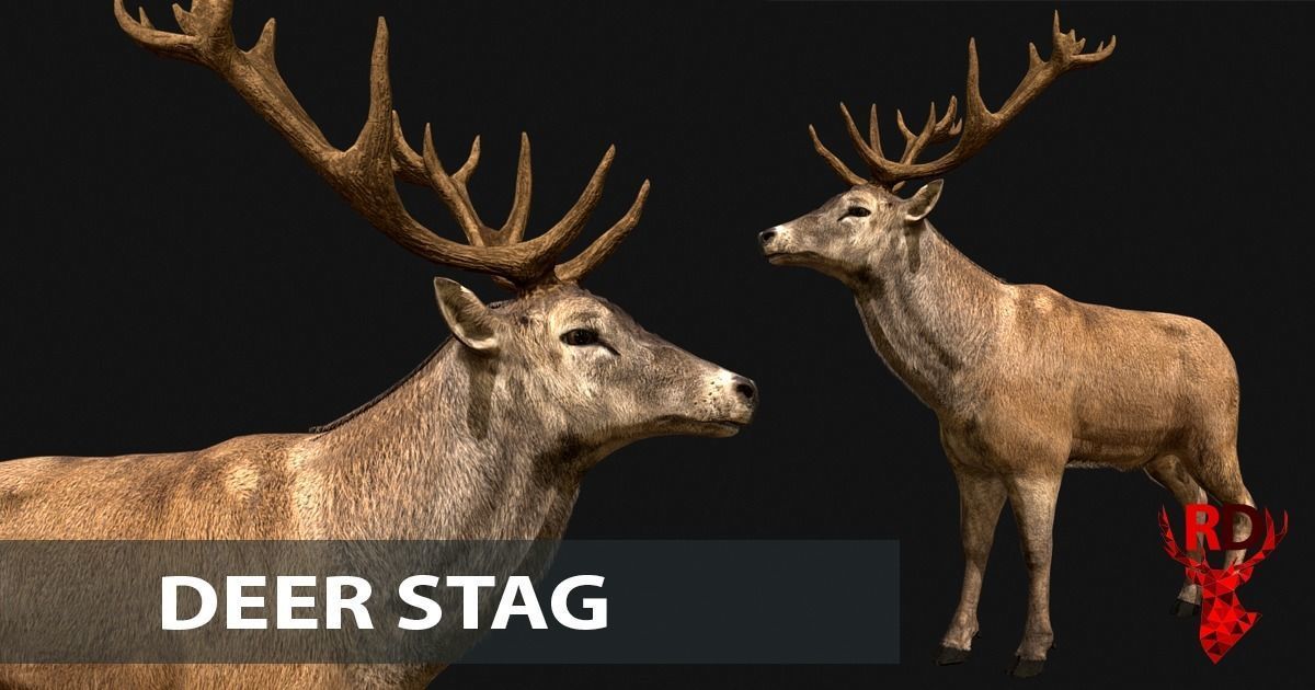 Forest animals 1 Low-poly 3D model_10