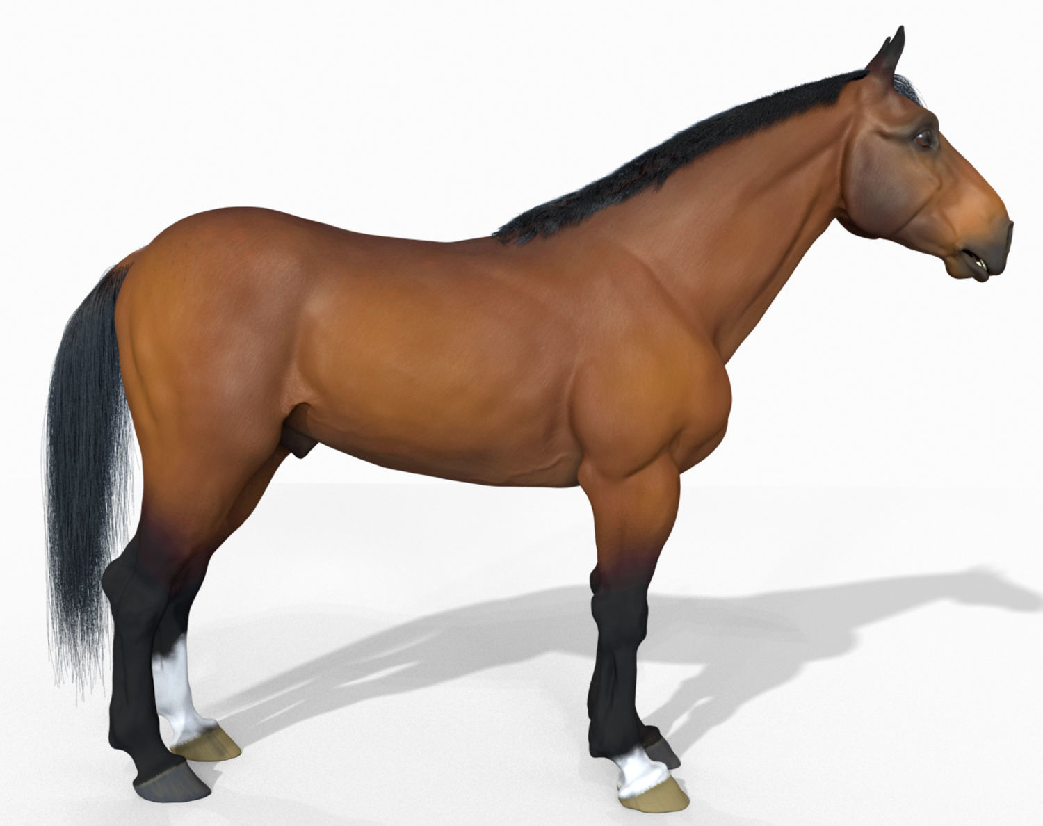 Horse 3D model_1