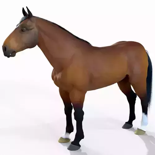 Horse