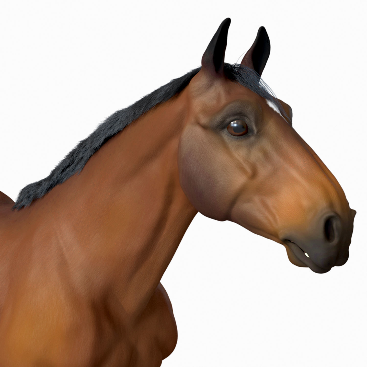 Horse 3D model_3