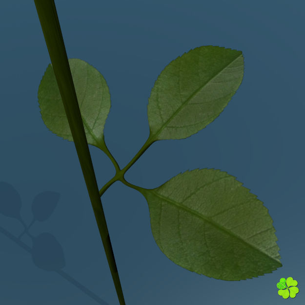 Rose multicolor low poly Low-poly 3D model_2