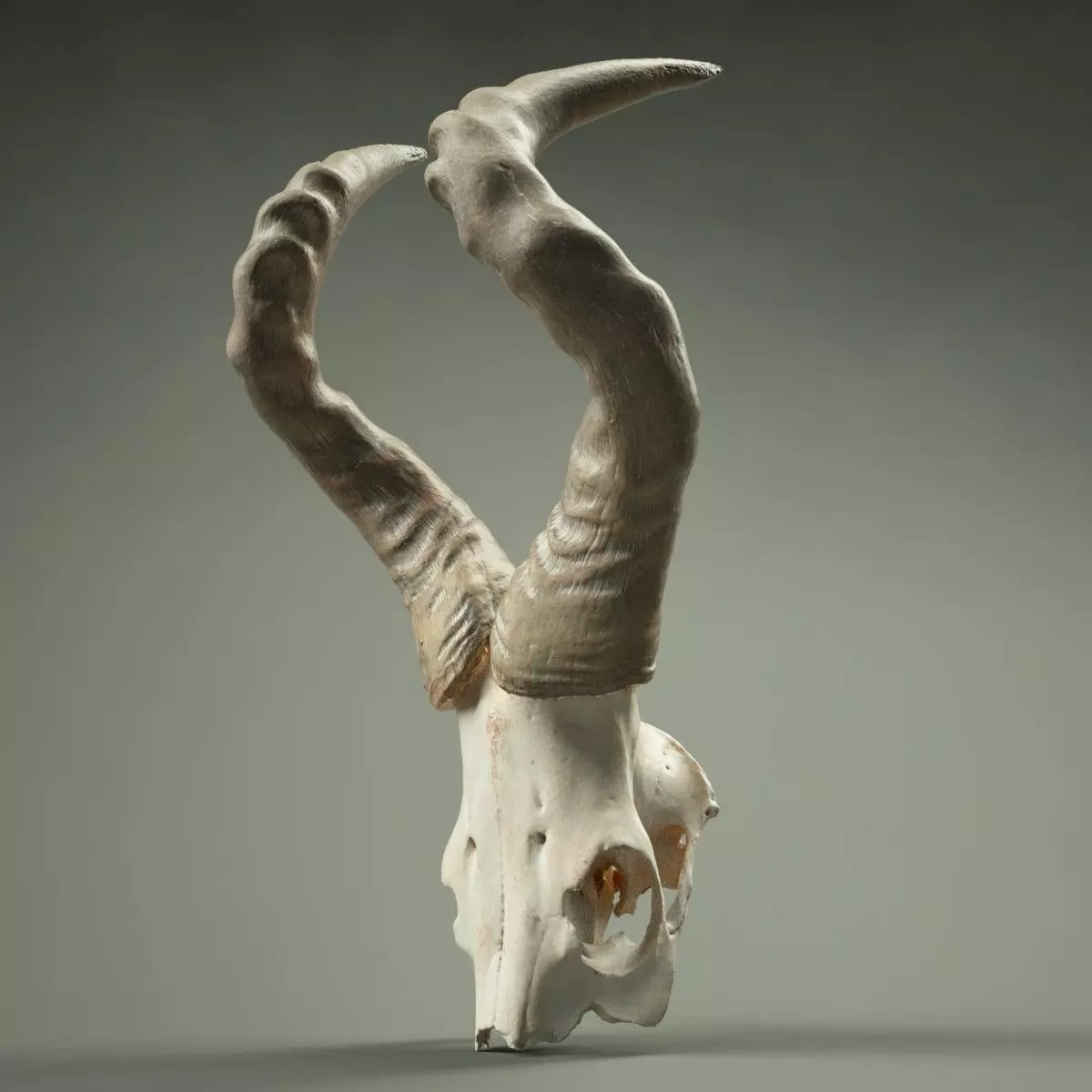 Animal Skull Horned Low-poly 3D model_0