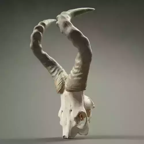 Animal Skull Horned Low-poly 3D model