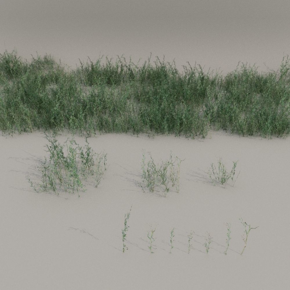 nordic forest plants B collection Low-poly 3D model_3