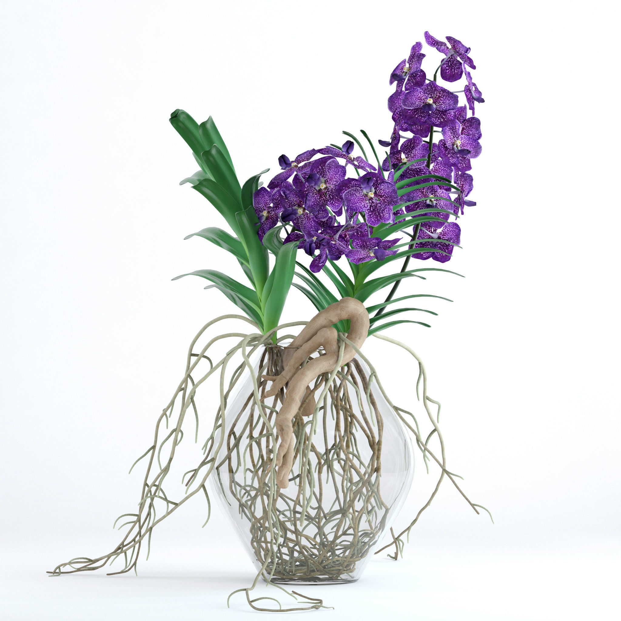 Vanda orchids 3D model_6