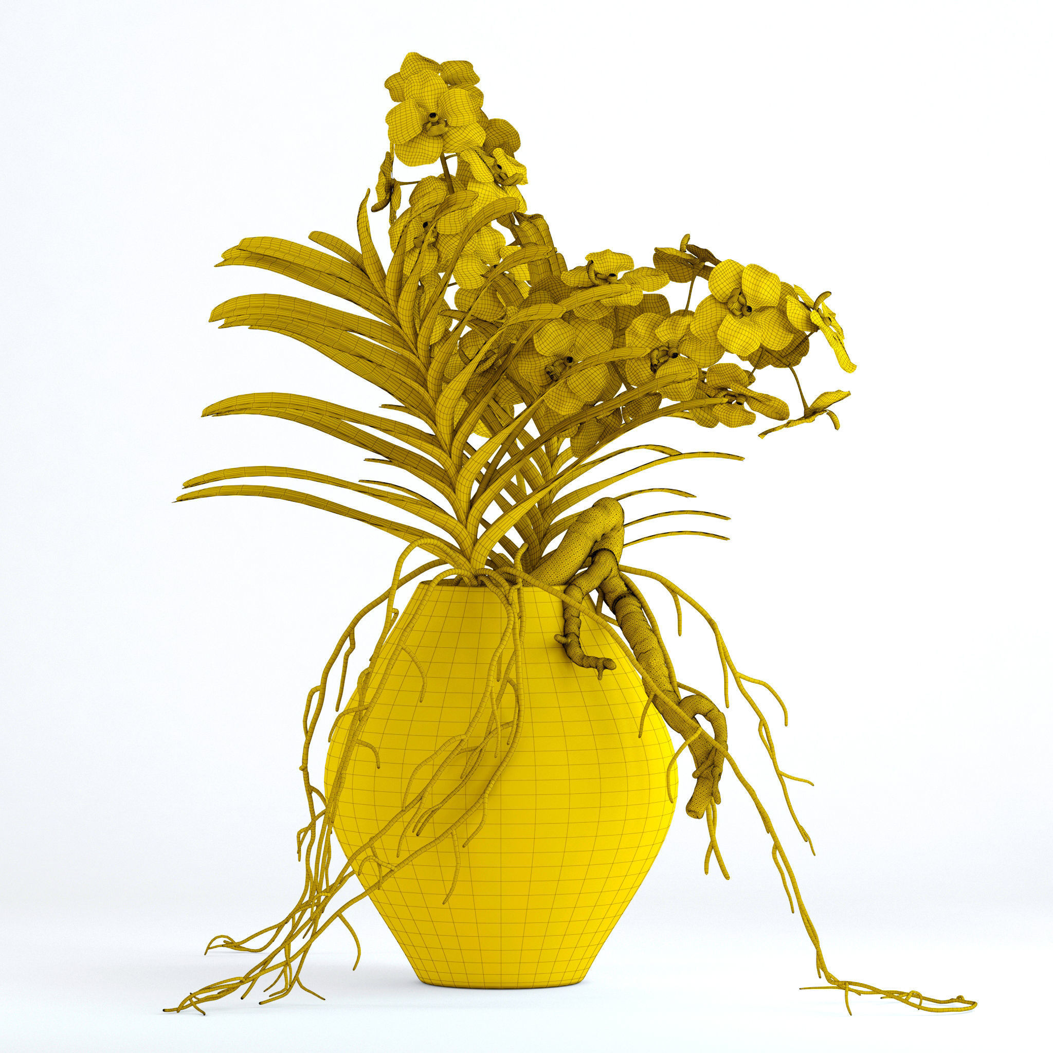 Vanda orchids 3D model_8