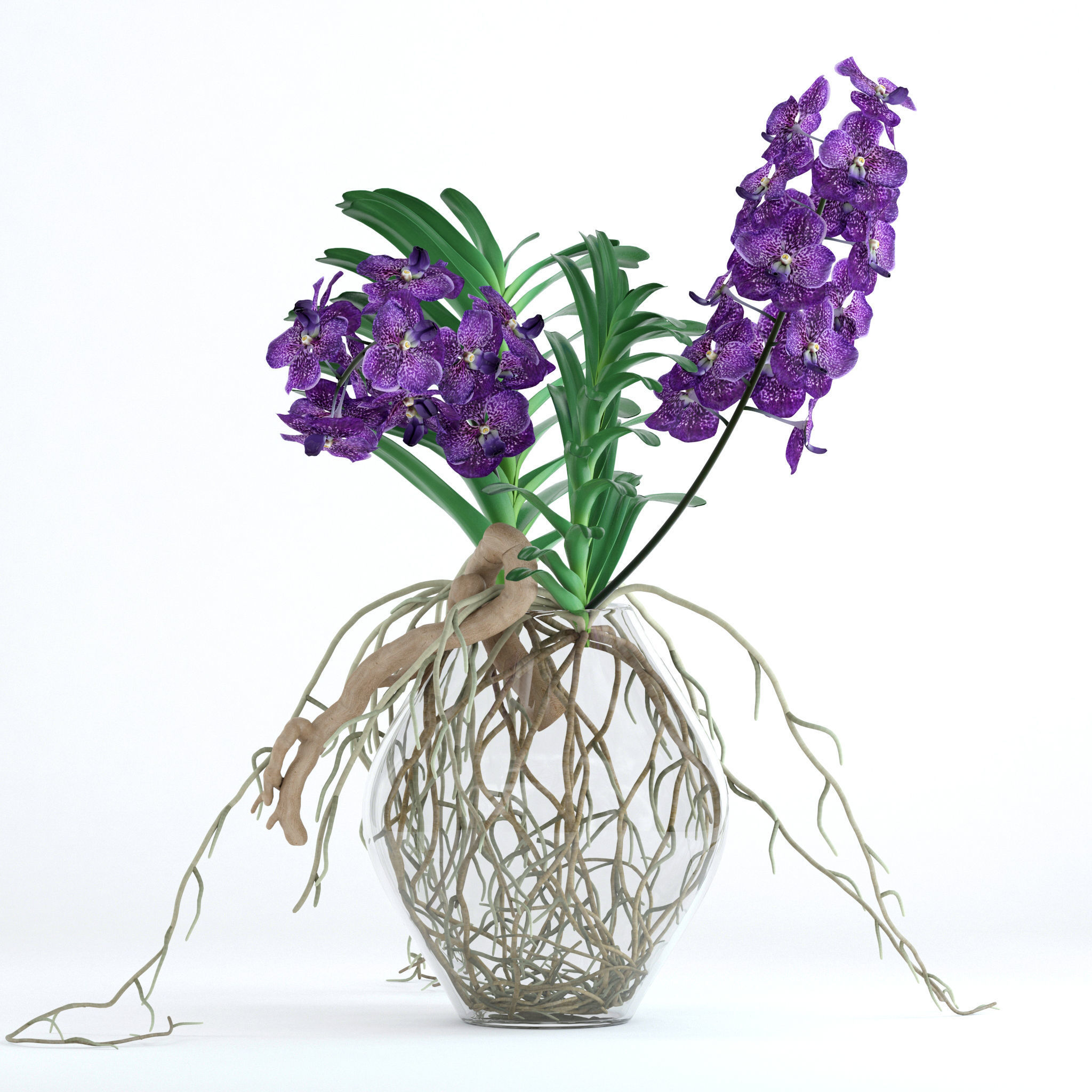 Vanda orchids 3D model_5