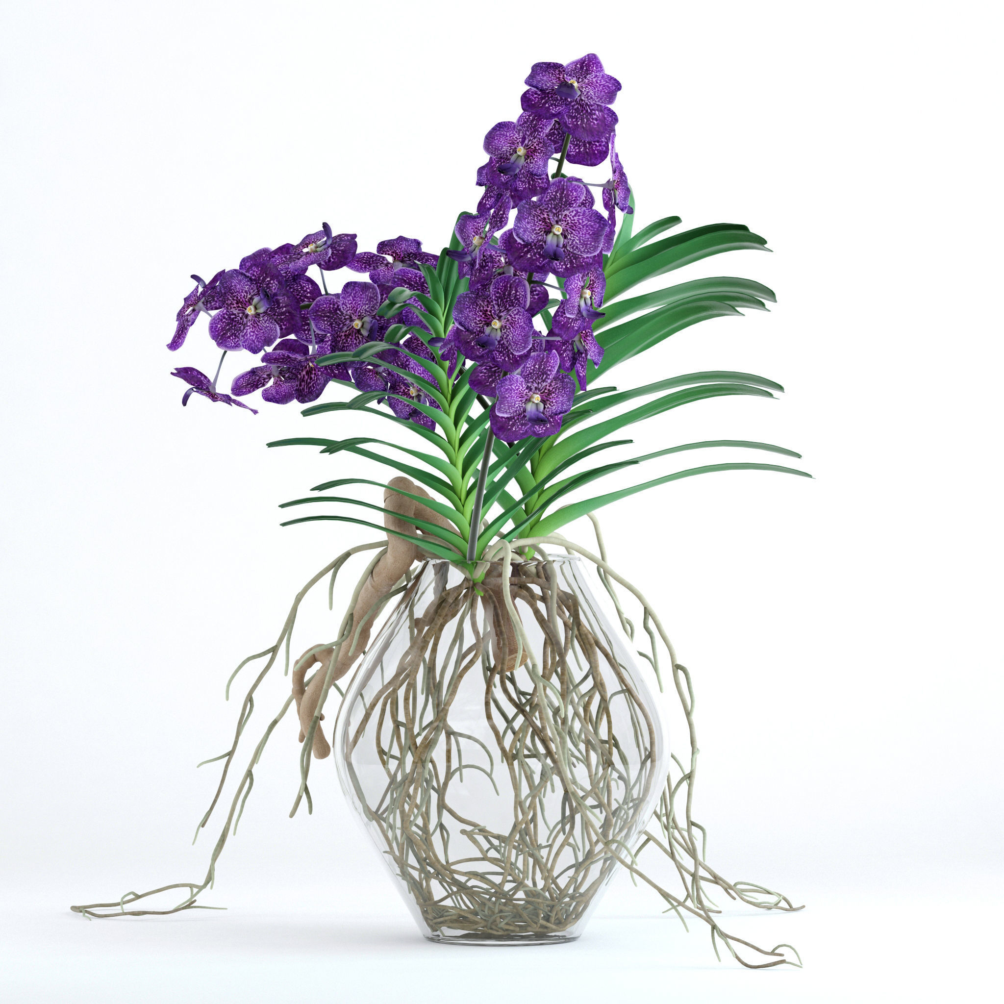 Vanda orchids 3D model_4
